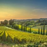 Casale Marittimo village, vineyards and countryside landscape in Maremma. Pisa Tuscany, Italy Europe.