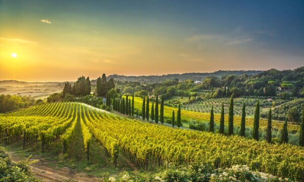 Casale Marittimo village, vineyards and countryside landscape in Maremma. Pisa Tuscany, Italy Europe.