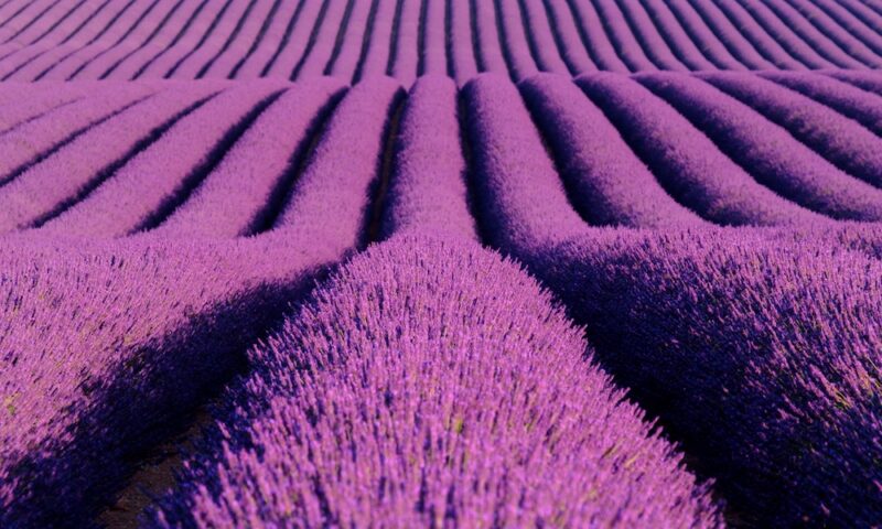 Lavender flower blooming scented fields in endless rows. Valensole plateau, provence, france, europe.